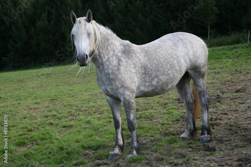 Apfelschimmel