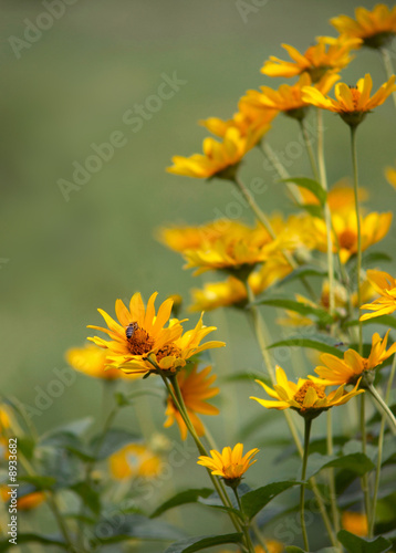 Yellow field flowers © SJ Travel Footage