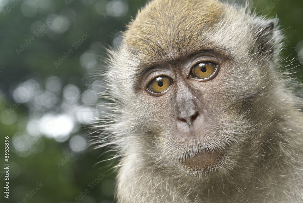 Long tailed macaque thinking Long tailed macaque thinking