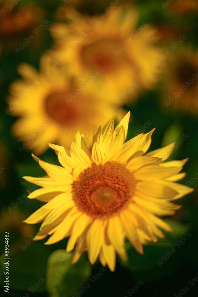 Fototapeta premium Background from a field of bright yellow sunflowers