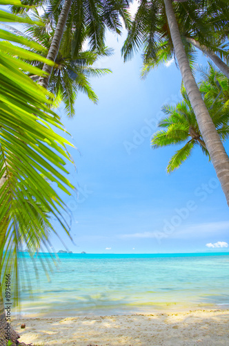 palms and ocean