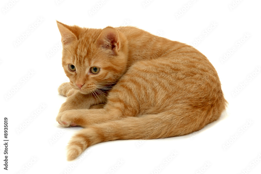 Sweet small kitten resting on a white background Sweet small kitten resting on a white background