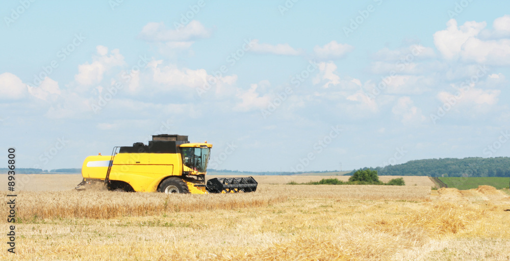 Obraz premium The beginning of harvesting on a wheaten field