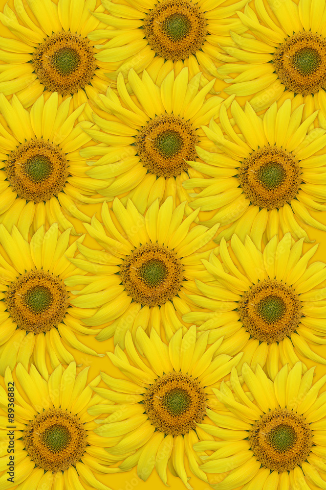 Yellow sunflowers closeup. High resolution background. Yellow sunflowers closeup. High resolution background.