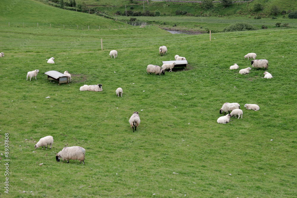 Fototapeta premium Irish sheep farm with sheep grazing on lush green pastures