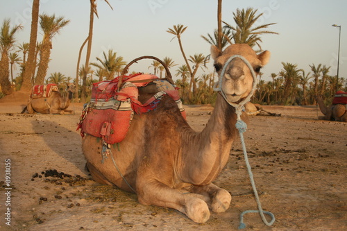 dromadaire