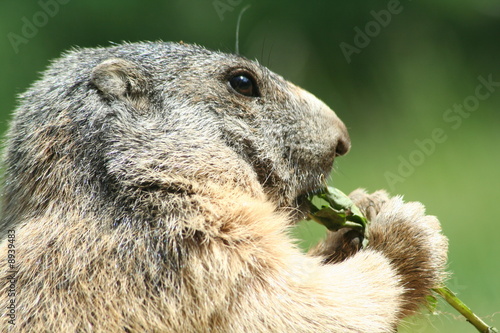 le repas de la marmotte photo