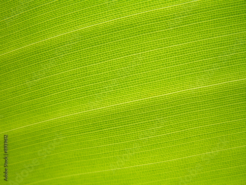 feuille de ravenale en gros plan, arbre du voyageur