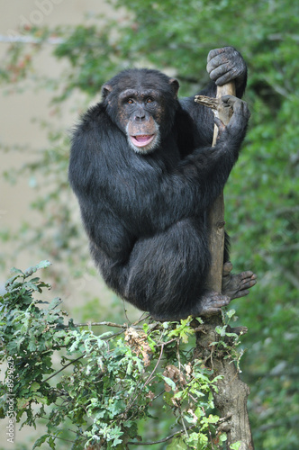 Chimpanzé
