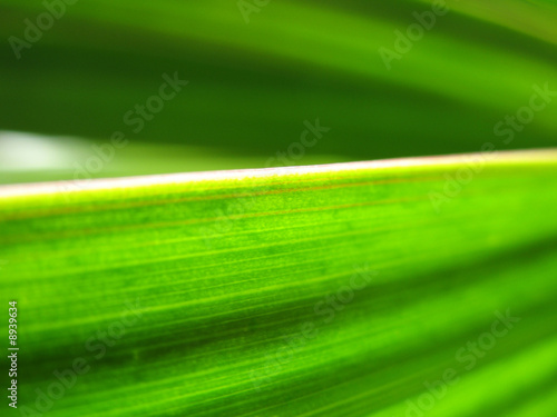 feuille de dracaena en gros plan