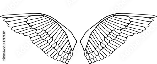 editable bird wings vector