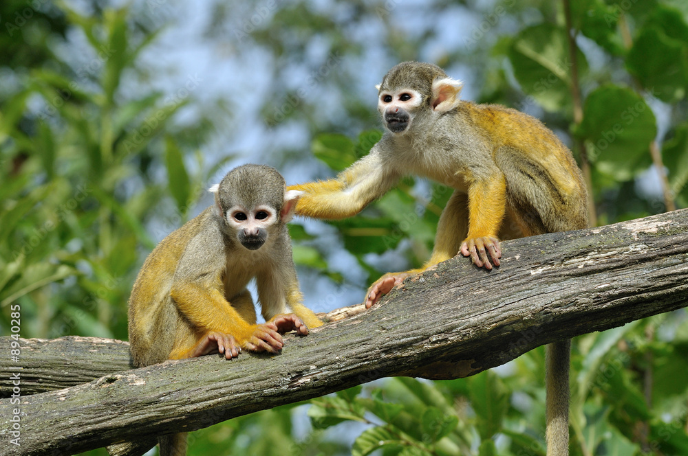 Naklejka premium Saïmiri