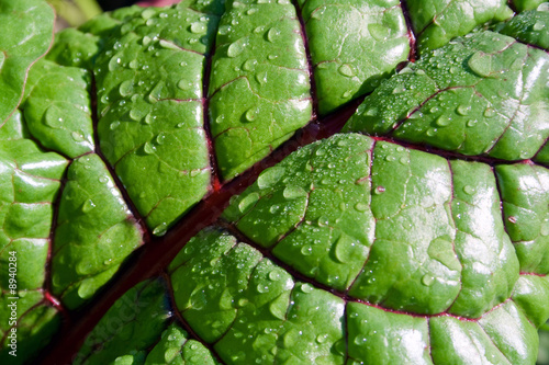 chard leaf with drops