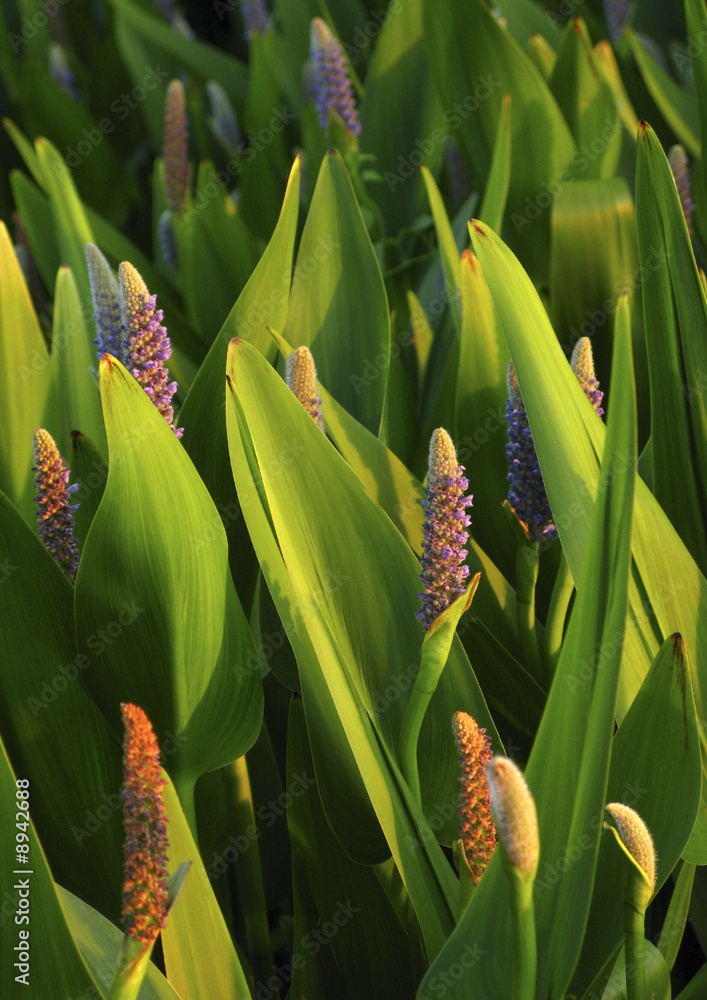 Obraz premium jardin