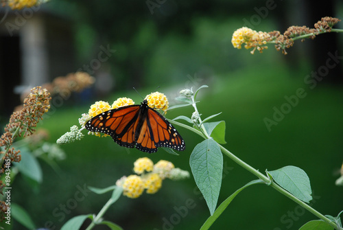Monarch Butterfly