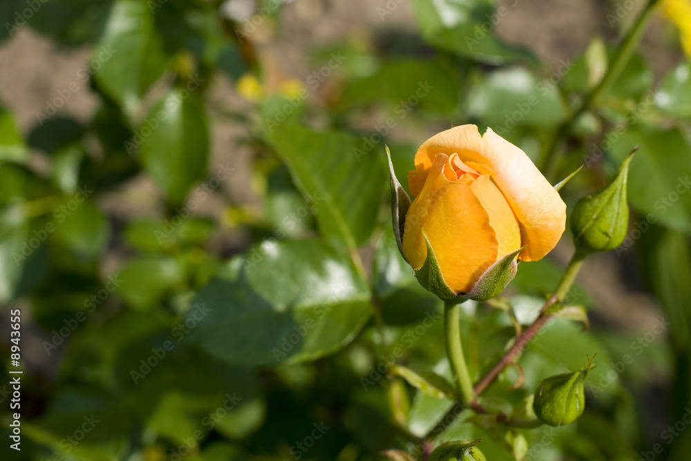 beautiful yellow rose in the garden beautiful yellow rose in the garden