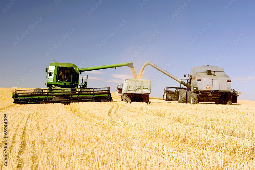 Naklejka premium Two Combines Emptying Graing into A Truck