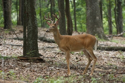 Deer in the woods © gregg williams