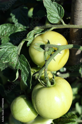 green  tomato  plant