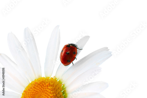 ladybird on daisy isolated on white