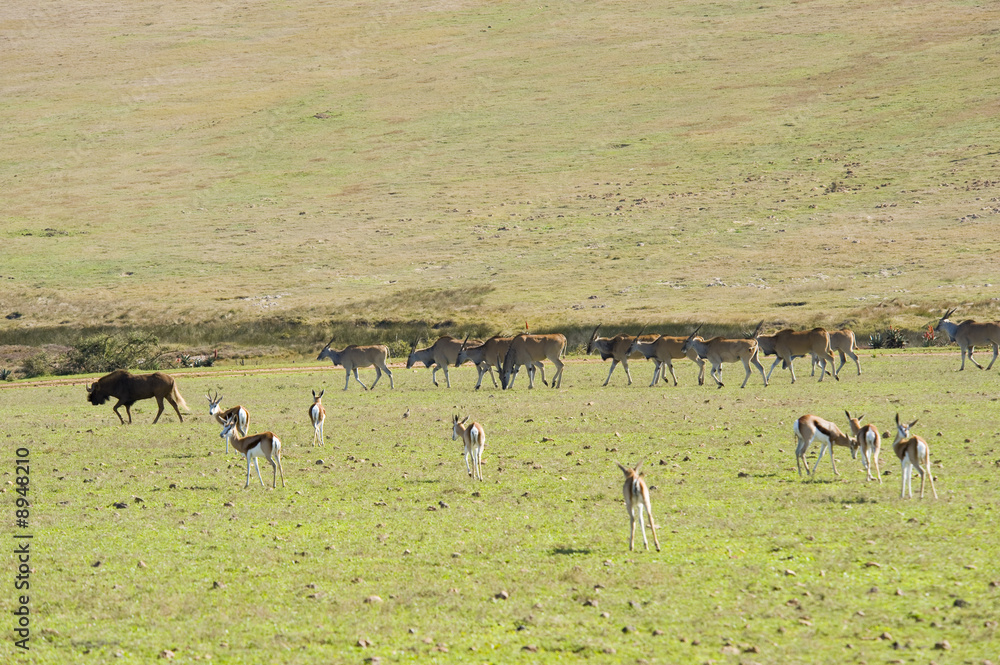 Herds of Eland and Springbok and a Wildebeest on the left. Herds of Eland and Springbok and a Wildebeest on the left.