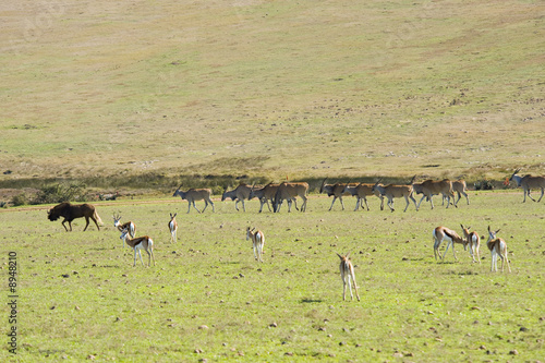 Herds of Eland and Springbok and a Wildebeest on the left.