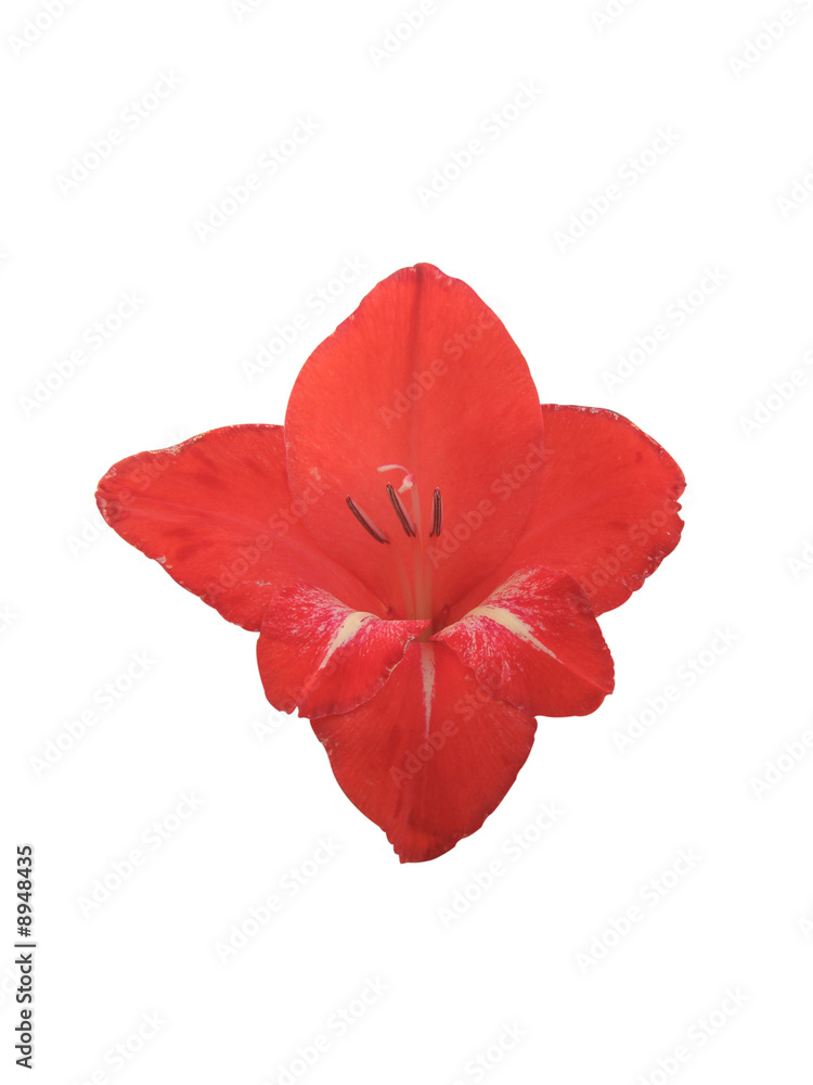 Fleur de glaïeul rouge