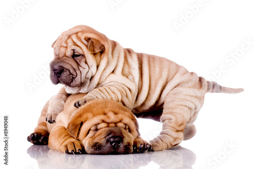 two Shar Pei baby dogs, almost one month old photo