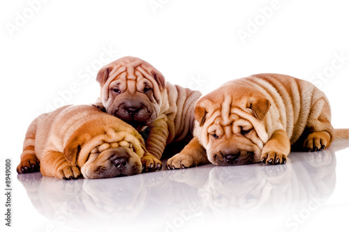 three Shar Pei baby dogs  almost one month old