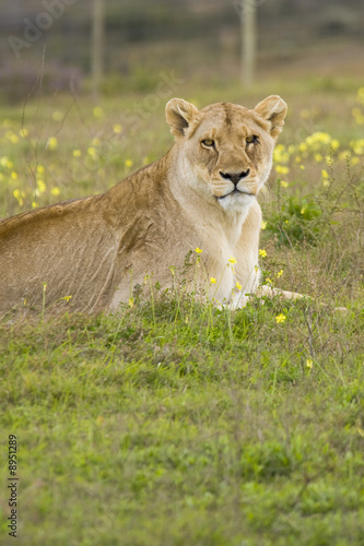 A lone lioness resting on the grass  looking at the camera.