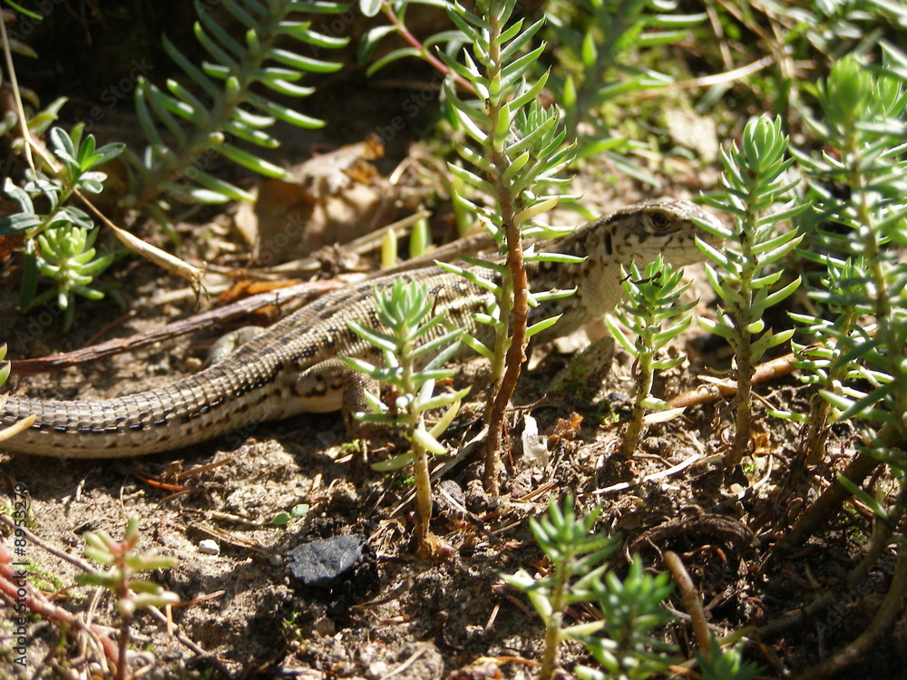 Fototapeta premium Lizard