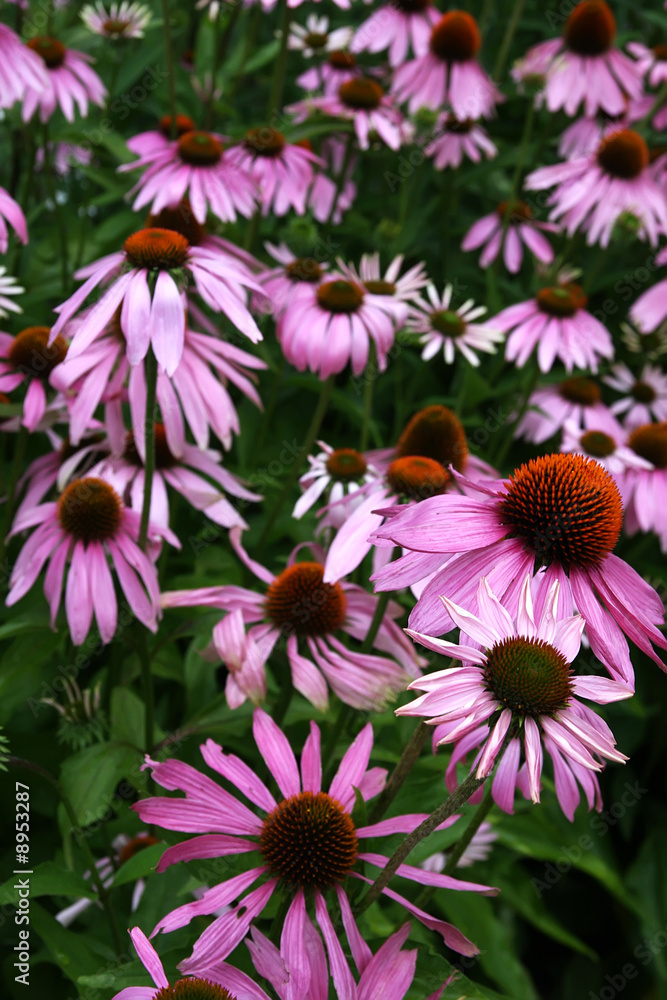 Naklejka premium Purple cone flower