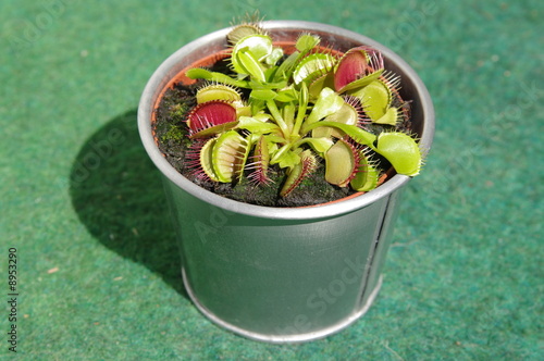 Dionaea Fliegenfalle