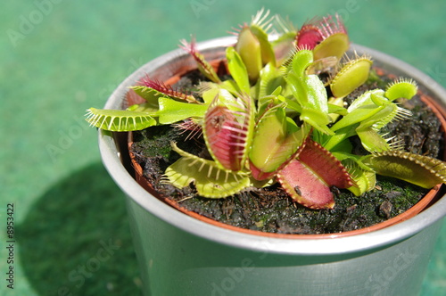 Dionaea Fliegenfalle