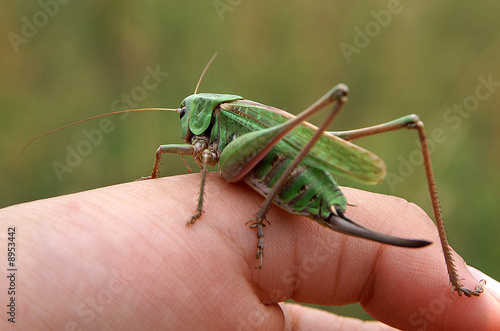 Grasshopper © Marjan Paliuškevič