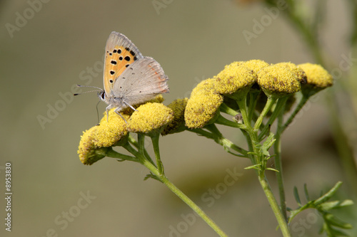 Papillon posé sur une fleur de tanaisie