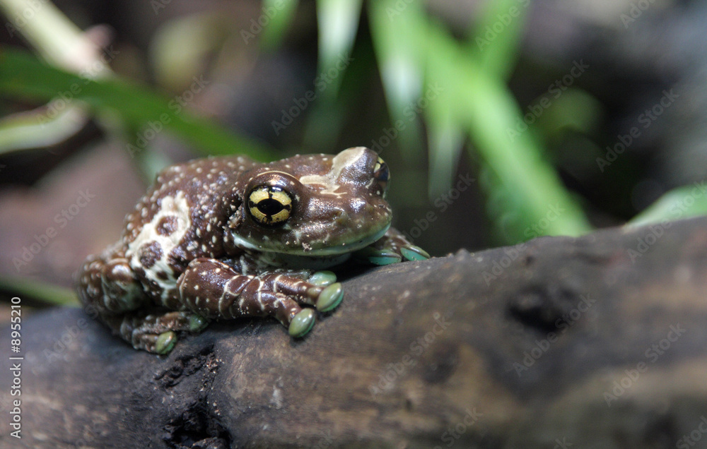 Obraz premium grenouille