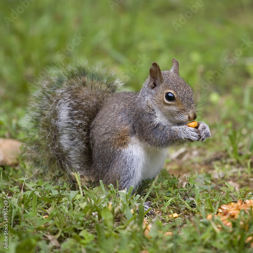 squirrel with a kernel of corn ready to eat © Guy Sagi