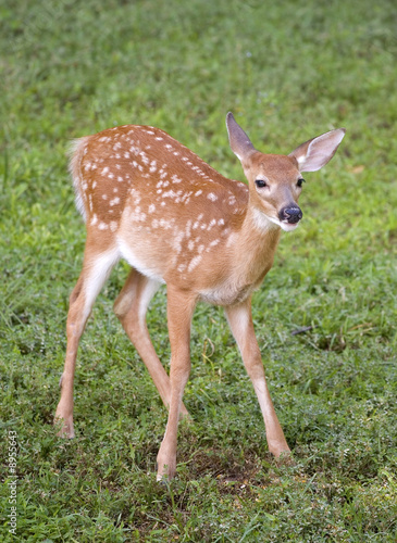 whitetail deer fawn with spots on a grassy field