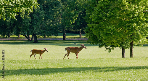 Two Deer Walking © sonya etchison