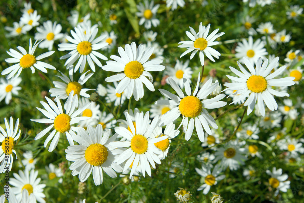 camomile on natural background - shallow dof camomile on natural background - shallow dof