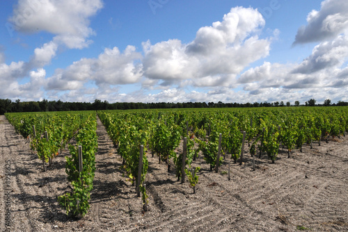 Bordeaux, vignoble des graves 2