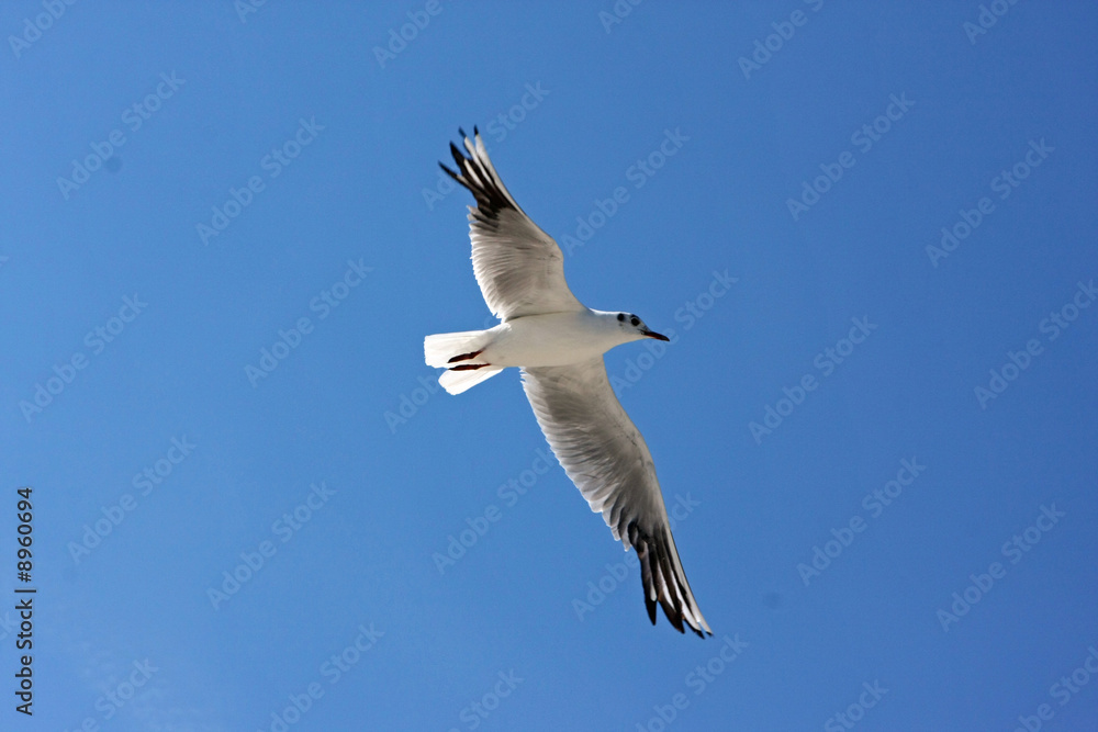 Fototapeta premium möwe