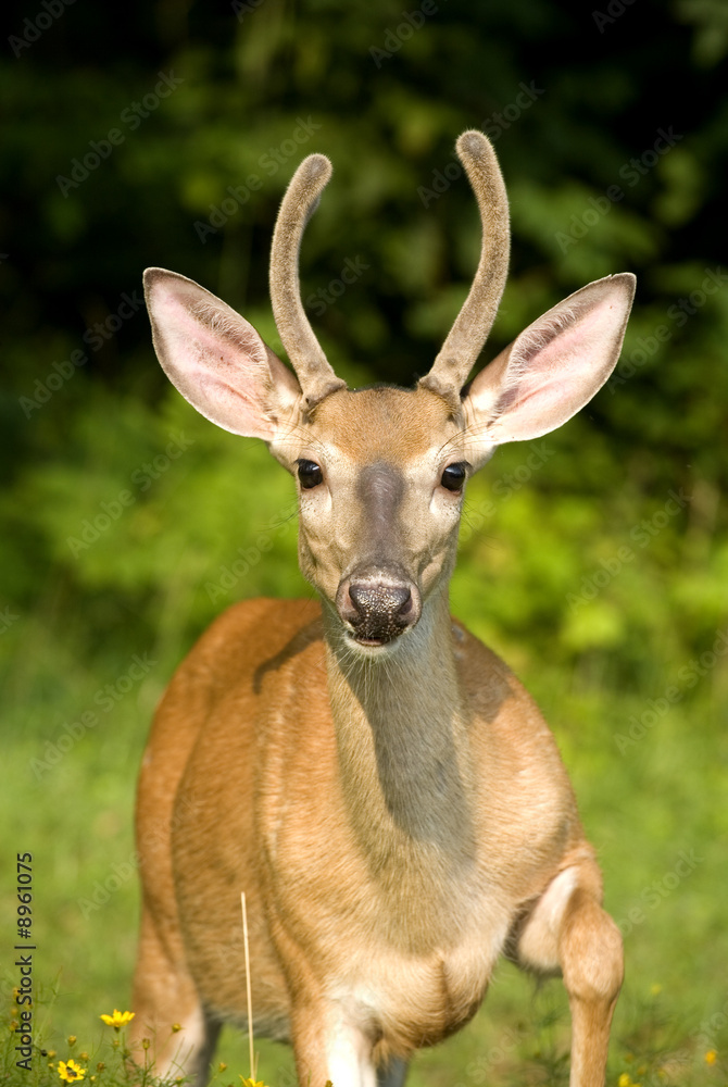whitetail buck that's lifting his leg in summer whitetail buck that's lifting his leg in summer