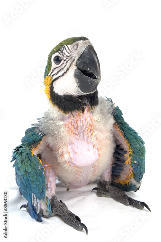 young baby macaw is sitting on the floor