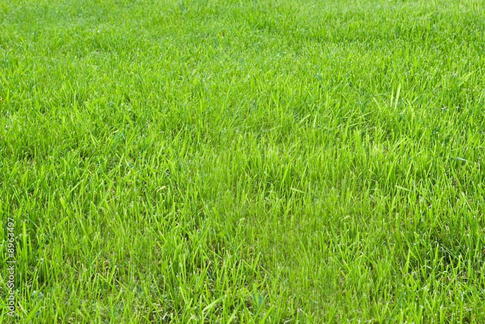 cutted green grass for background cutted green grass for background