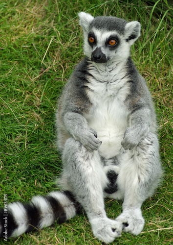ring-tailed lemur sits waiting