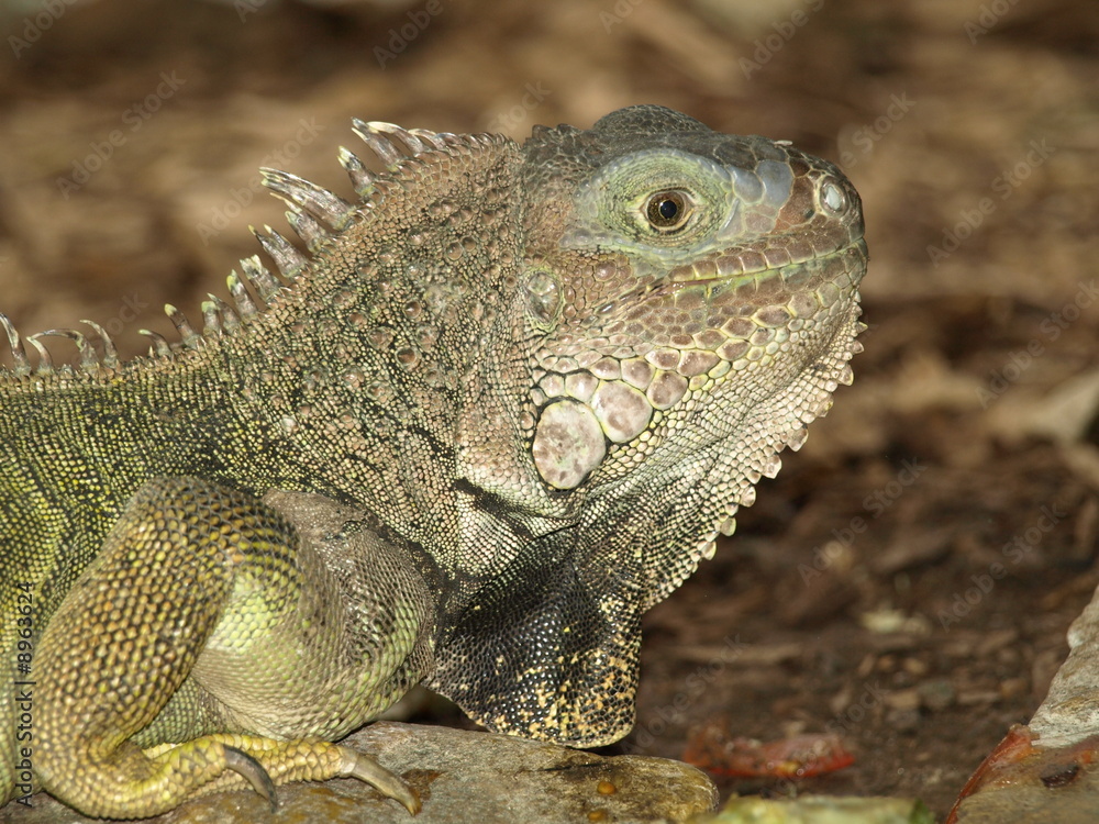 The Green Iguana