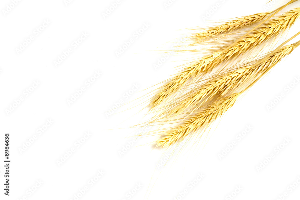 some wheat isolated on white.. some wheat isolated on white..