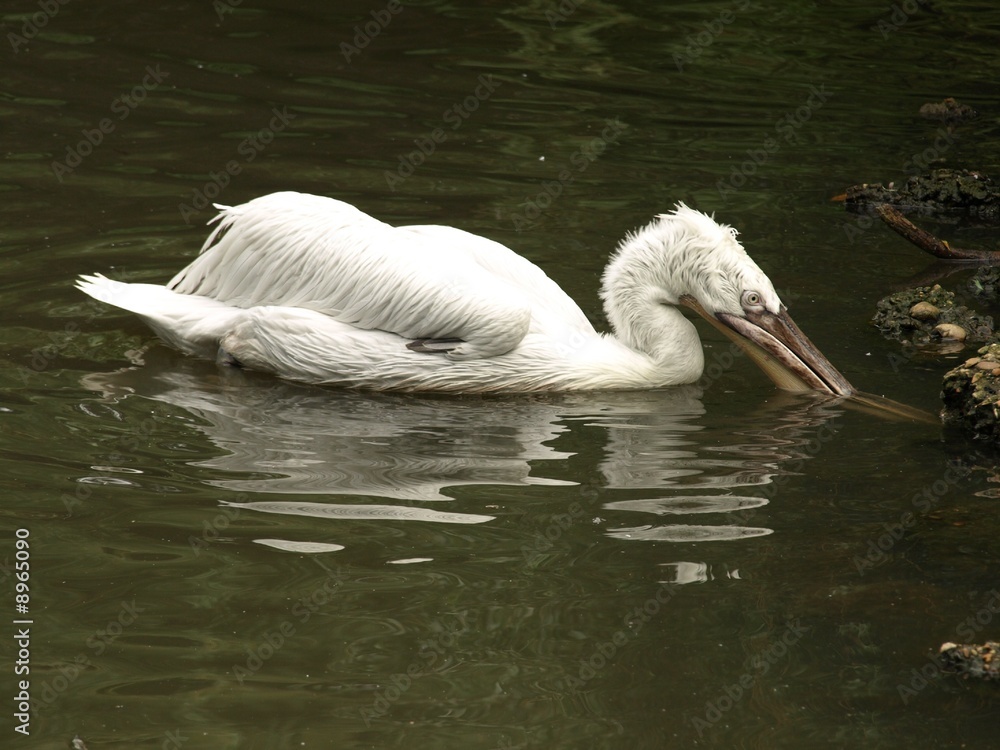 Dalmatian Pelican Feeding - Largest Pelican species Dalmatian Pelican Feeding - Largest Pelican species
